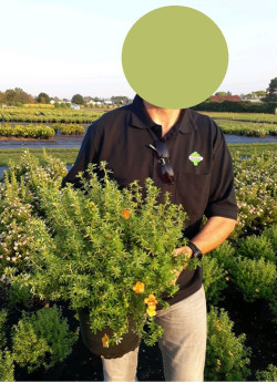 POTENTILLA fruticosa RED JOKER En pot de 4-5 litres