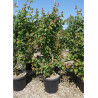 ACER campestre En pot de 25-30 litres forme