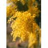 ACACIA dealbata