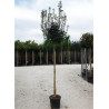 ACER campestre NANUM En pot de 25-30 litres tige hauteur du tronc 180-200 cm