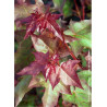 ACER cappadocicum RUBRUM