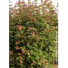 ACER cappadocicum RUBRUM