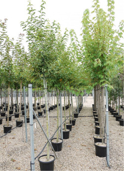 ACER davidi En pot de 35-50 litres forme tige hauteur du tronc 180-200 cm