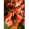 ACER rubrum ARMSTRONG