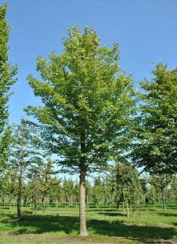 ACER freemanii CELEBRATION