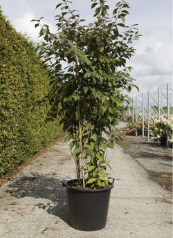 CALLICARPA bodinieri PROFUSION En pot de 50-70 litres