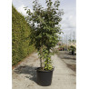 CALLICARPA bodinieri PROFUSION En pot de 50-70 litres
