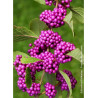 CALLICARPA bodinieri PROFUSION