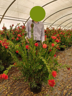 CALLISTEMON laevis En pot de 15-20 litres