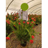 CALLISTEMON laevis En pot de 15-20 litres