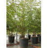 PRUNUS OKAME En pot de 70-90 litres forme cépée