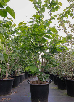 CERCIS chinensis AVONDALE En pot de 35-50 litres