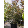 STYRAX japonicus EVENING LIGHT En pot de 35-50 litres