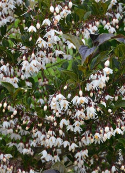 STYRAX japonicus EVENING LIGHT