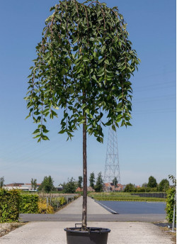 PRUNUS SNOW FOUNTAINS En pot de 35-50 litres forme tige hauteur du tronc 180-200 cm