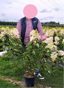 HYDRANGEA paniculata FRAISE MELBA En pot de 10-12 litres  extra