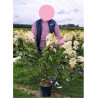 HYDRANGEA paniculata FRAISE MELBA En pot de 10-12 litres  extra
