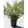 HYDRANGEA paniculata FRAISE MELBA En pot de 35-50 litres  hauteur 080-100 cm