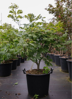 ACER japonicum ACONITIFOLIUM En pot de 30-35 litres