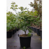ACER japonicum ACONITIFOLIUM En pot de 30-35 litres