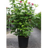 CALYCANTHUS floridus En pot de 25-30 litres