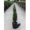 JUNIPERUS BLUE ARROW En pot de 15-20 litres
