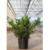 PRUNUS laurocerasus OTTO LUYKEN En pot de 15-20 litres