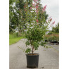 SYRINGA microphylla SUPERBA En pot de 15-20 litres