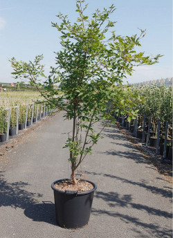 ACER griseum En pot de 35-50 litres