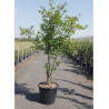 ACER griseum En pot de 35-50 litres