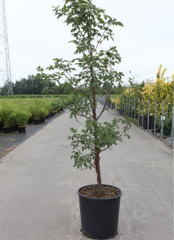 ACER griseum En pot de 15-20 litres