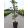 ACER griseum En pot de 15-20 litres