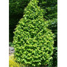 CARPINUS betulus MONUMENTALIS