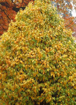 CARPINUS betulus MONUMENTALIS