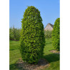 CARPINUS betulus MONUMENTALIS