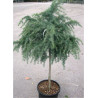 CEDRUS deodara FEELING BLUE