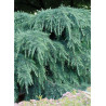 CEDRUS deodara FEELING BLUE