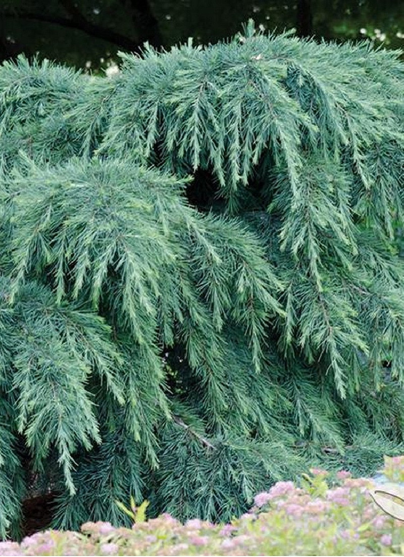 CEDRUS deodara FEELING BLUE (Cèdre de l'Himalaya Feeling blue)