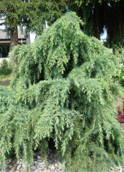 zedern_cedrus_deodara__feelin_blue_gartencenter_zulauf