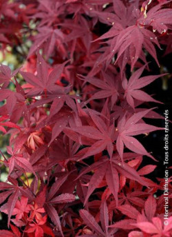 ACER palmatum FIREGLOW
