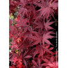 ACER palmatum FIREGLOW