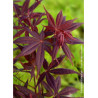 ACER palmatum FIREGLOW