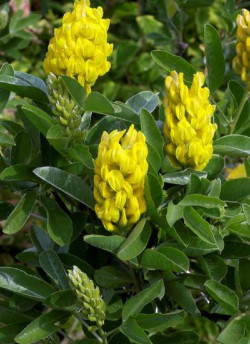 CYTISUS battandieri