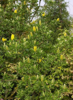 CYTISUS battandieri