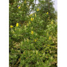 CYTISUS battandieri