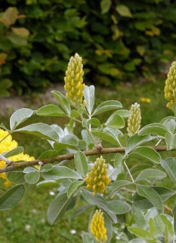 CYTISUS battandieri