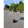 ERIOBOTRYA japonica En pot de 15-20 litres forme tige hauteur du tronc 090-110 cm