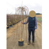 SALIX caprea PENDULA En pot de 15-20 litres forme tige hauteur du tronc 140-190 cm