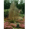 SALIX caprea PENDULA