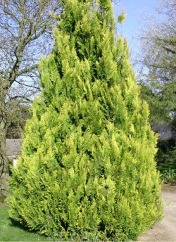 CHAMAECYPARIS lawsoniana IVONNE